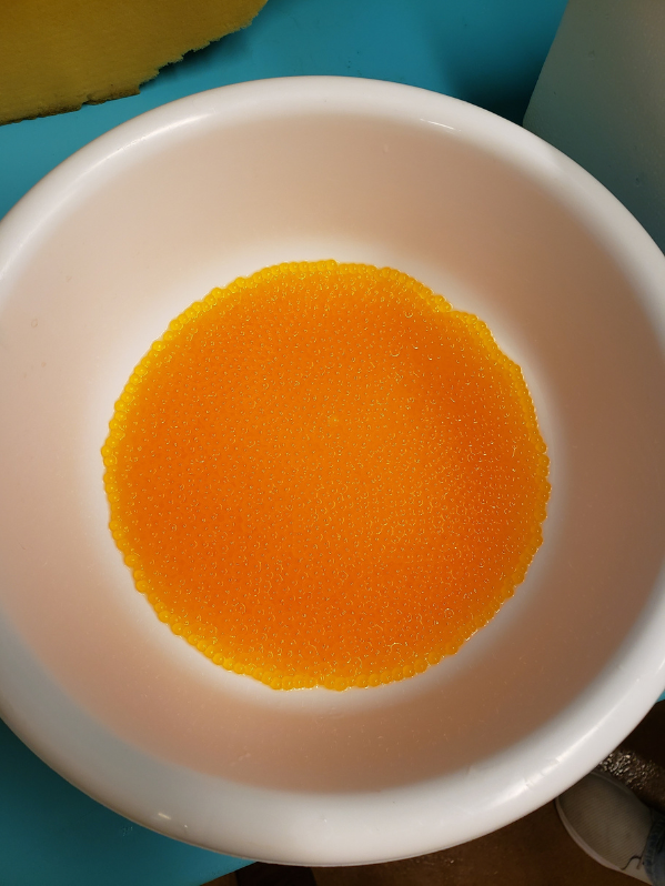 Aqualab at Mount Allison transformed into hatchery for brook trout